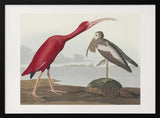 Scarlet Ibis From Birds of America (1827)