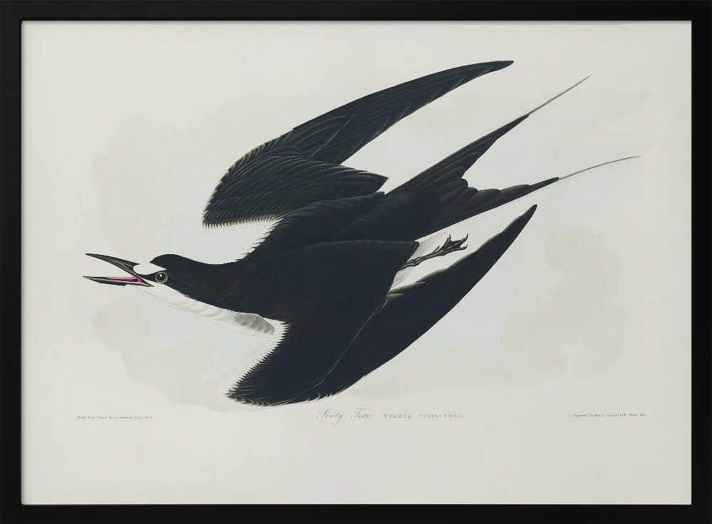 Sooty Tern From Birds of America (1827)
