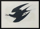 Sooty Tern From Birds of America (1827)