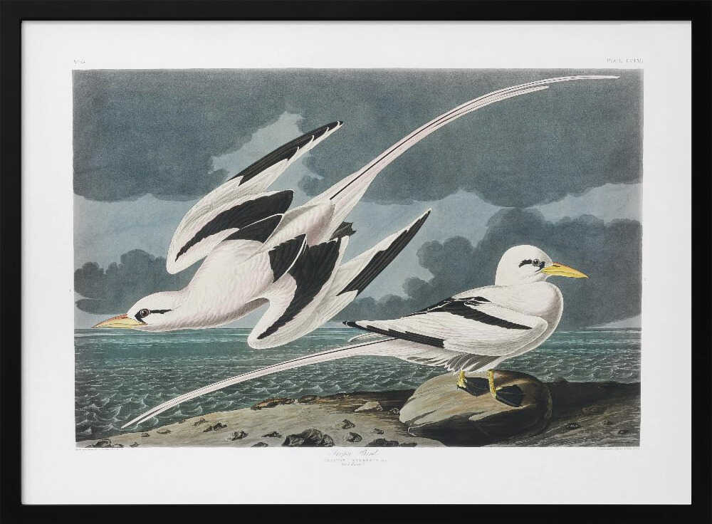 Tropic Bird From Birds of America (1827)