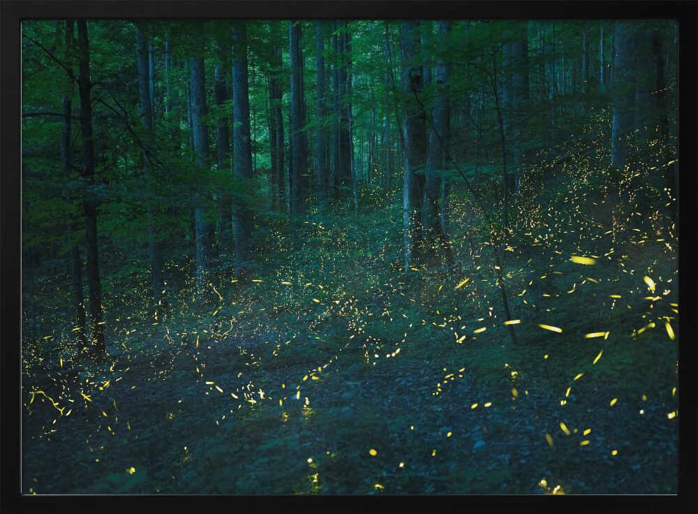Forest Firefly Glow Art Print UK — Dark Moody Calm Wall Art — Bathroom — Wall It All Prints