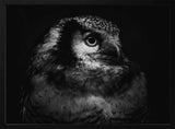 Intense Owl Gaze Art Print UK — Dark Moody Dark Wall Art — Living Room — Wall It All Prints