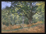 The Bodmer Oak, Fontainebleau Forest (1865) By Claude Monet Claude Monet
