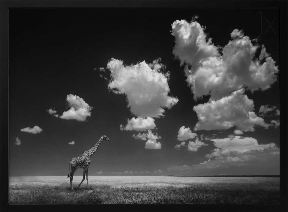 African Giraffe Sky Art Print UK — Dark Moody Calm Wall Art — Bedroom — Wall It All Prints