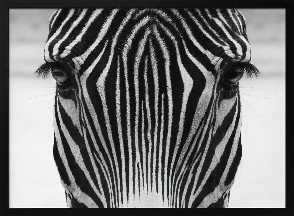 Intense Zebra Gaze