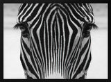 Intense Zebra Gaze