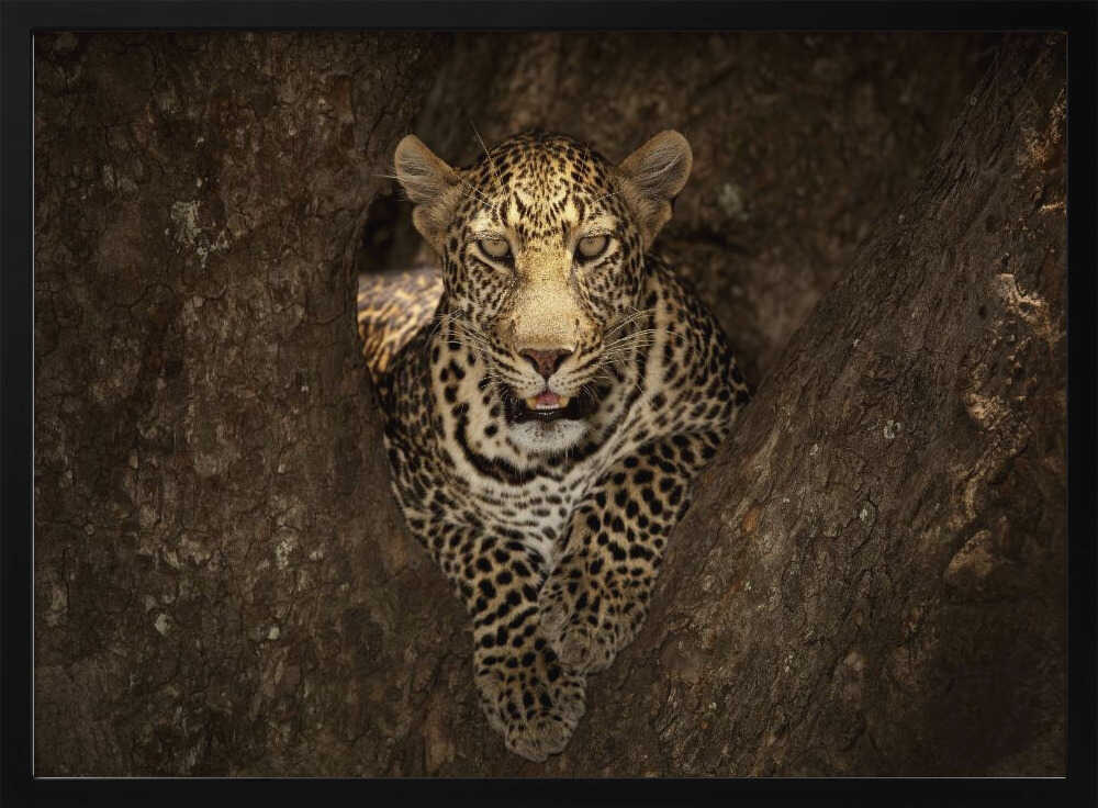 Watchful Leopard In Tree Art Print UK — Portrait Vibrant Wall Art — Living Room — Wall It All Prints