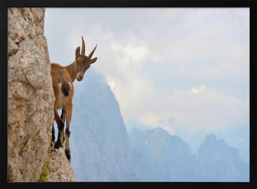 Curious Mountain Goat Art Print UK — Landscape Fresh Wall Art — Living Room — Wall It All Prints