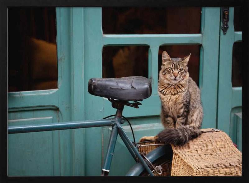 Tabby Cat on Bicycle