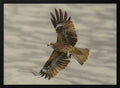 Raptor in Flight