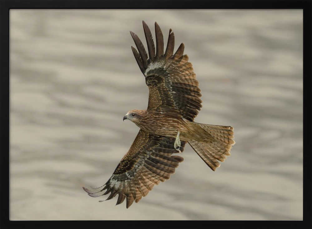 Raptor in Flight Art Print UK — Botanical Vibrant Wall Art — Nursery — Wall It All Prints