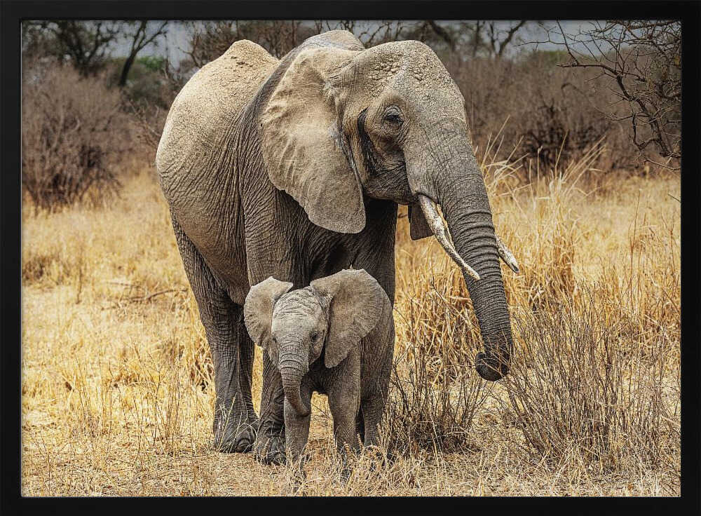 African Elephant Family Art Print UK — Botanical Fresh Wall Art — Nursery — Wall It All Prints