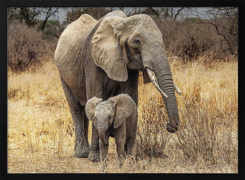 African Elephant Family