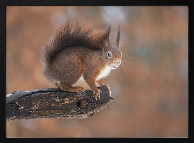 Curious Red Squirrel