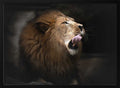 Majestic Lion Profile