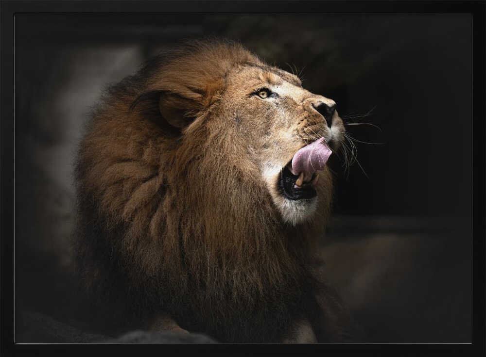 Majestic Lion Profile Art Print UK — Botanical Vibrant Wall Art — Nursery — Wall It All Prints