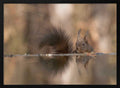 Red Squirrel's Reflection