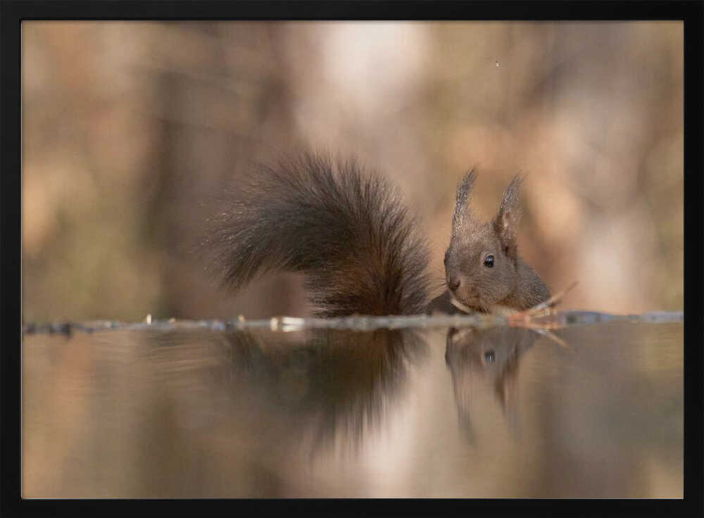 Red Squirrel's Reflection Art Print UK — Botanical Vibrant Wall Art — Nursery — Wall It All Prints