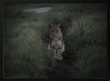 Moody Bobcat Portrait Art Print UK — Dark Moody Dark Wall Art — Living Room — Wall It All Prints