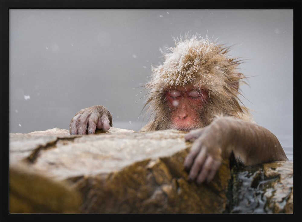Peaceful Snow Monkey Bath