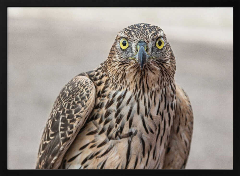 Intense Goshawk Gaze Art Print UK — Botanical Vibrant Wall Art — Nursery — Wall It All Prints