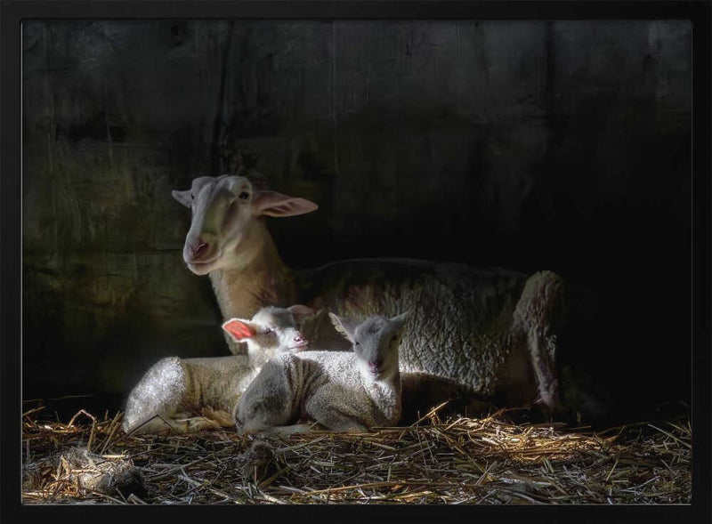 Tender Lamb Family