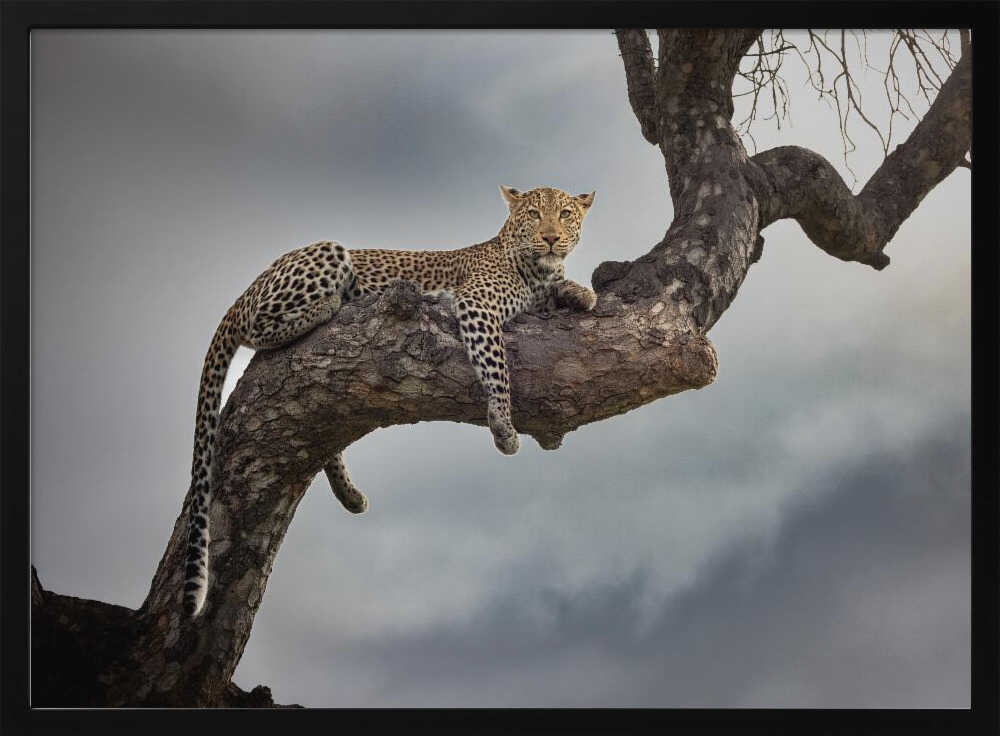 Majestic Tree Leopard Art Print UK — Botanical Vibrant Wall Art — Nursery — Wall It All Prints