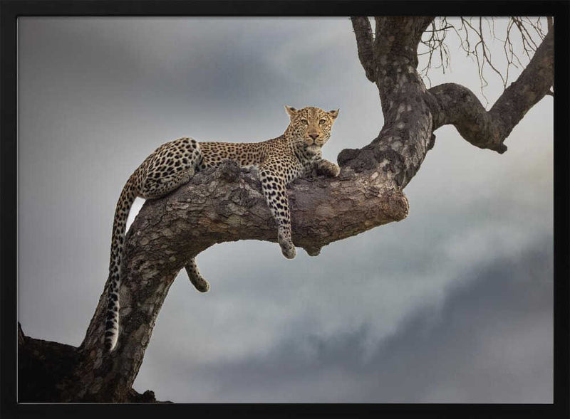 Majestic Tree Leopard