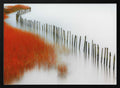 Red Reeds and Calm Water