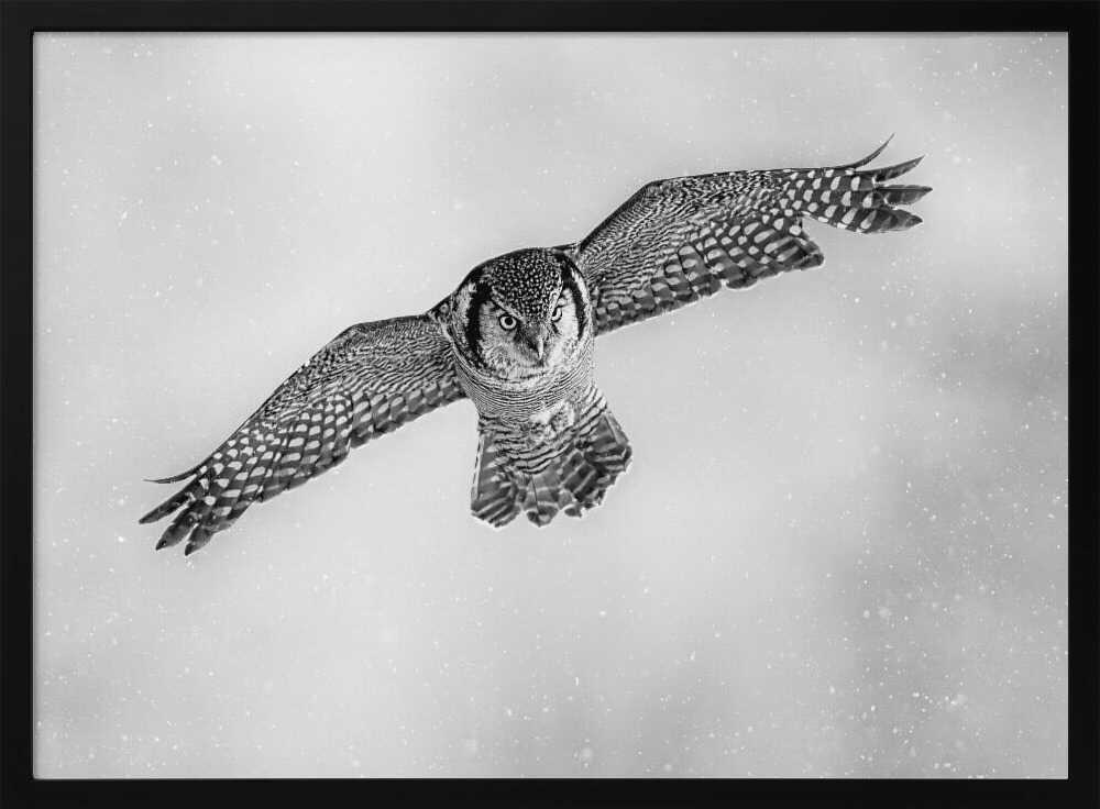 Flying Snow Owl Art Print UK — Dark Moody Dark Wall Art — Living Room — Wall It All Prints