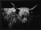 Highland Cow Portrait