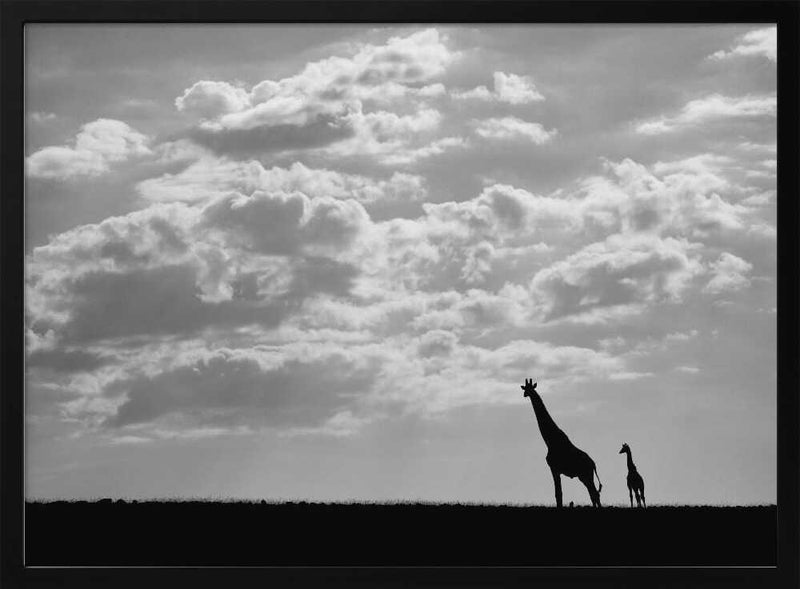 African Giraffe Family Silhouette