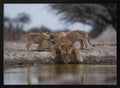 Lioness Drinking With Cubs