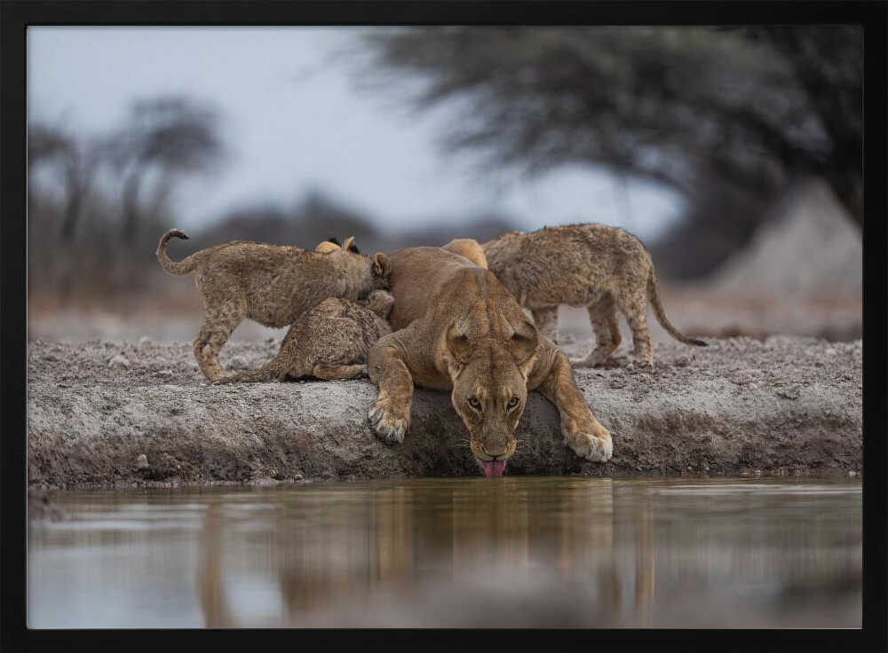 Lioness Drinking With Cubs Art Print UK — Animal Fresh Wall Art — Living Room — Wall It All Prints