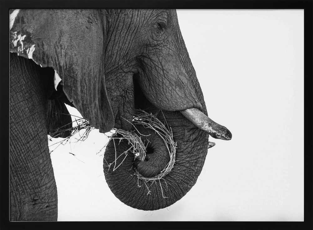 Curling Elephant Trunk Art Print UK — Abstract Dark Wall Art — Living Room — Wall It All Prints