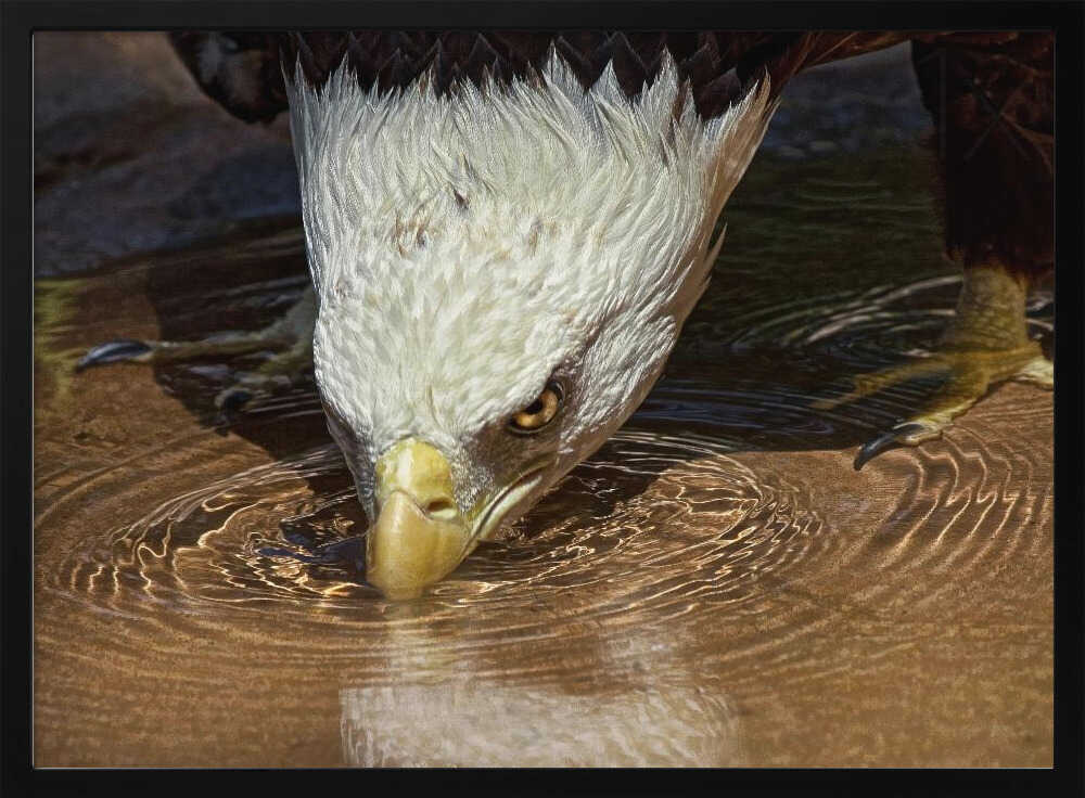Bald Eagle Drinking Water Art Print UK — Animal Calm Wall Art — Bedroom — Wall It All Prints