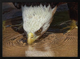 Bald Eagle Drinking Water