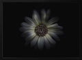 Softly Lit Bloom