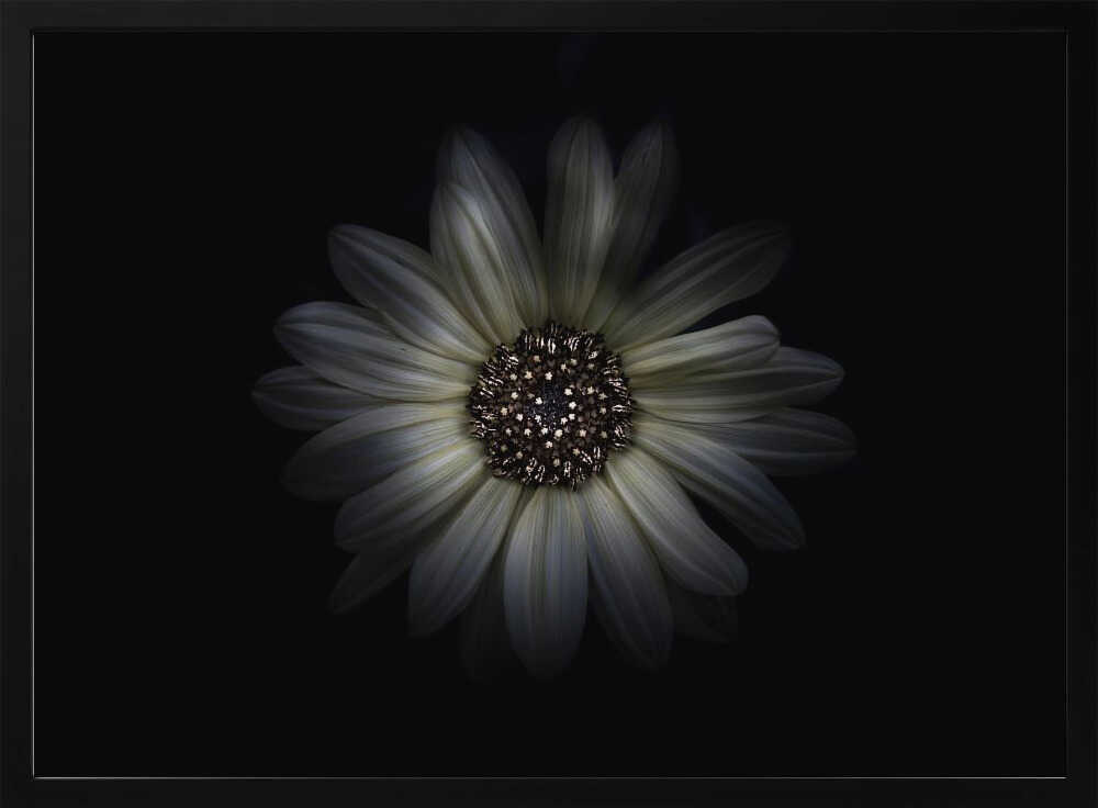 Softly Lit Bloom Art Print UK — Botanical Calm Wall Art — Living Room — Wall It All Prints