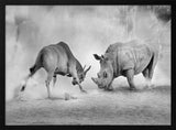 Rhino Eland Showdown