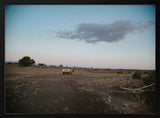 Lone Desert Vehicle
