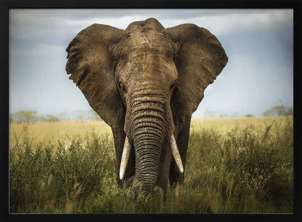 Majestic African Elephant Art Print UK — Dark Moody Fresh Wall Art — Living Room — Wall It All Prints