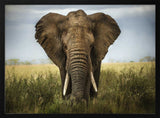 Majestic African Elephant