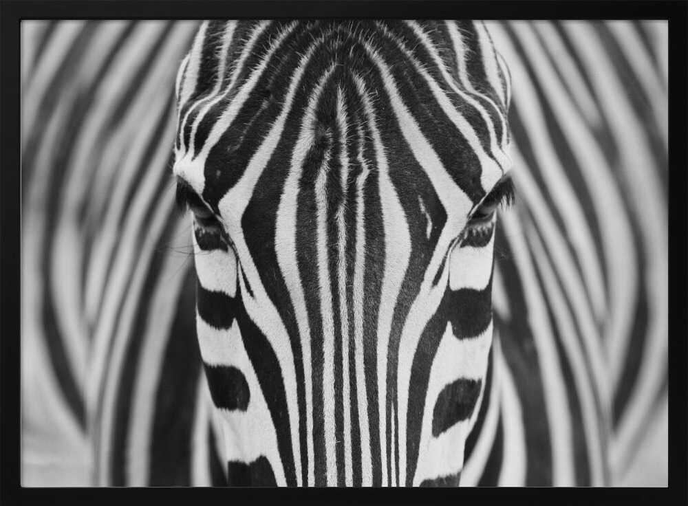 Intense Zebra Eyes Art Print UK — Abstract Vibrant Wall Art — Living Room — Wall It All Prints