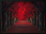 Vibrant Red Tree Pathway
