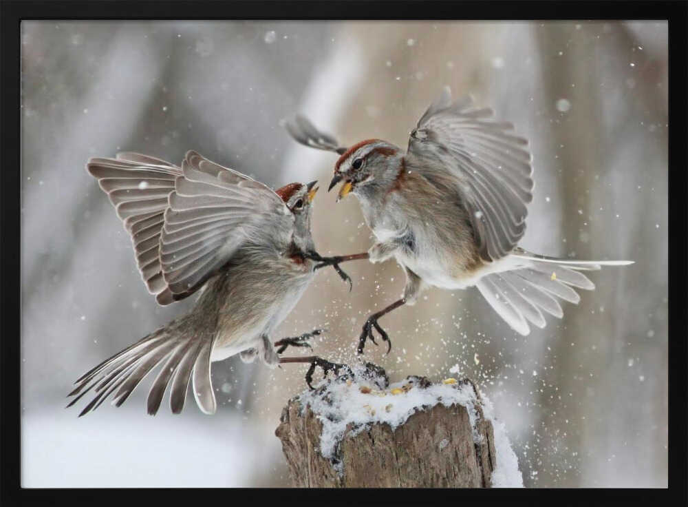 Winter Birds Battle Art Print UK — Animal Vibrant Wall Art — Bathroom — Wall It All Prints