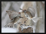 Winter Birds Battle Art Print UK — Animal Vibrant Wall Art — Bathroom — Wall It All Prints