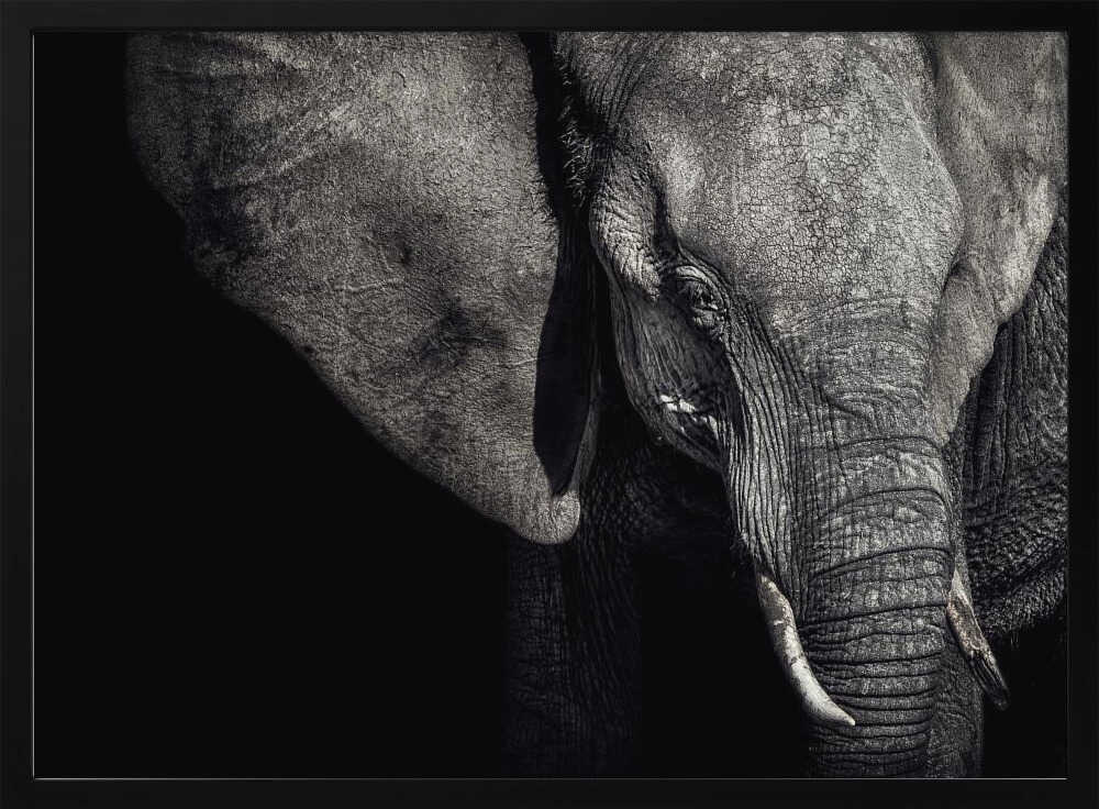 Dark Elephant Portrait Art Print UK — Dark Moody Dark Wall Art — Living Room — Wall It All Prints