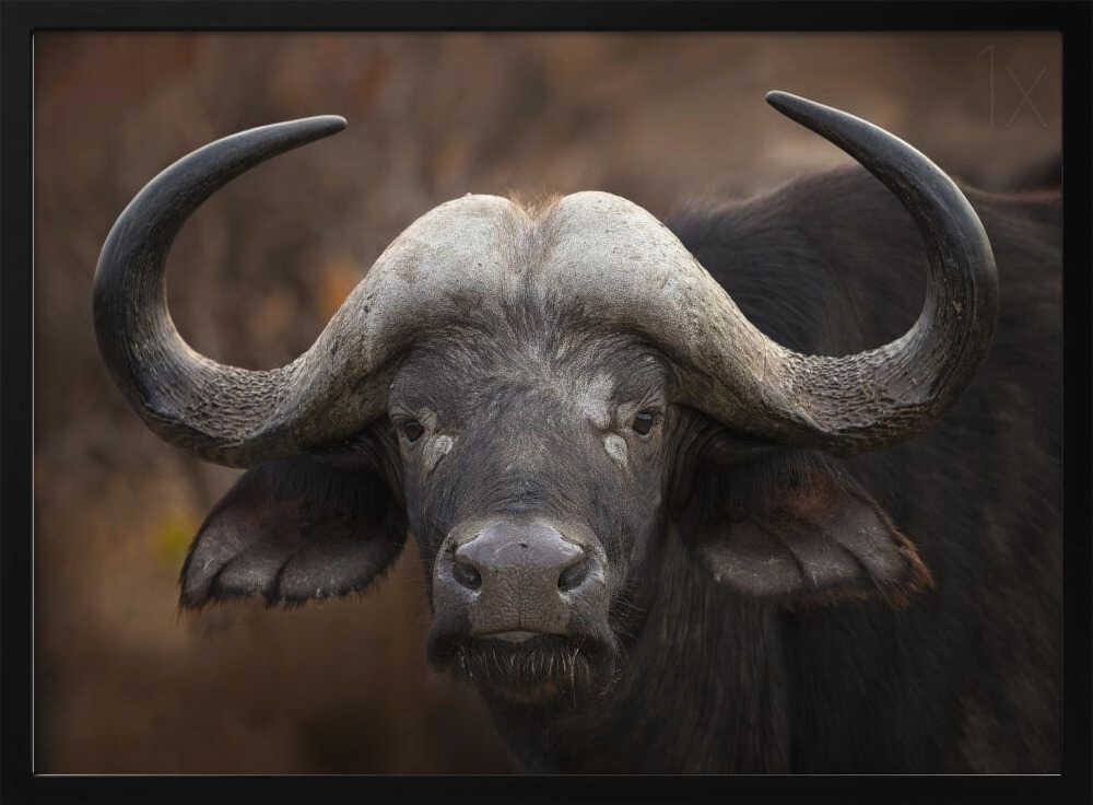 African Buffalo Gaze Art Print UK — Dark Moody Dark Wall Art — Living Room — Wall It All Prints