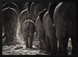 Dusty Elephant Family